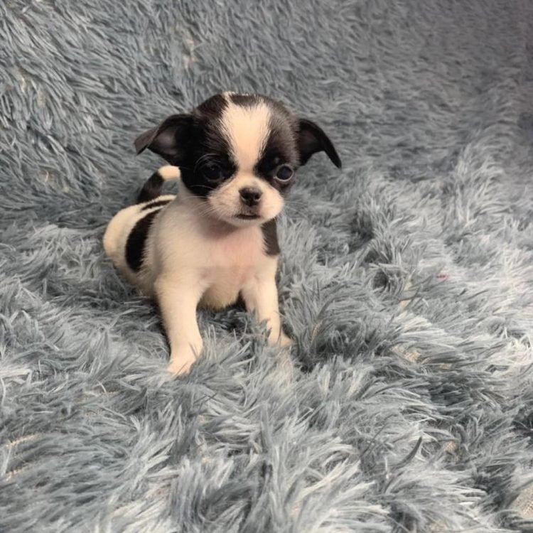 WhatsApp Image 2026-03-10 at 12.31.09