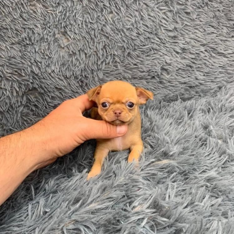 WhatsApp Image 2026-03-10 at 12.31.09 PM