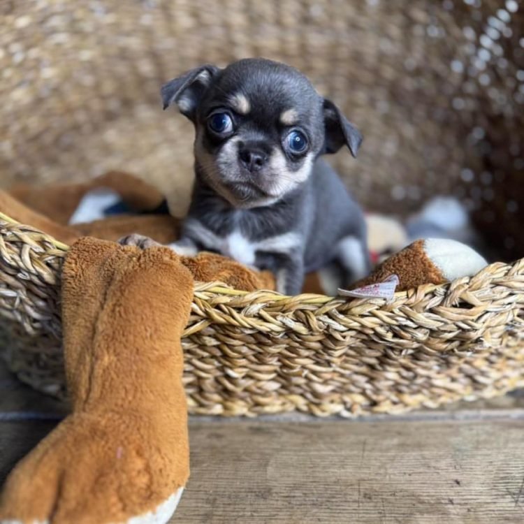 WhatsApp Image 2026-03-10 at 12.31.1