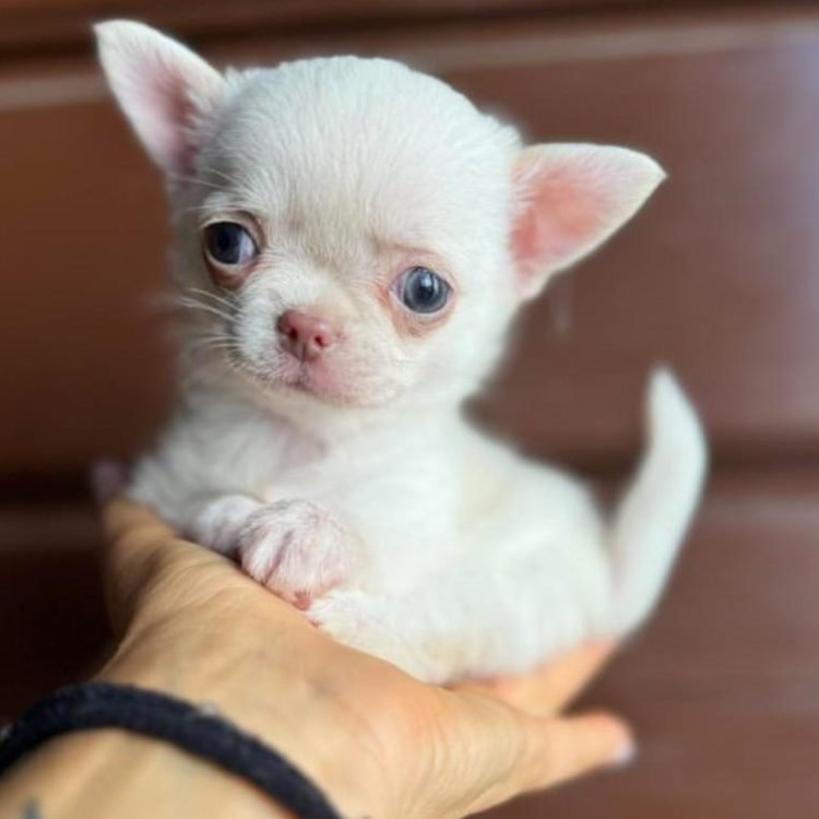 WhatsApp Image 2026-03-10 at 12.31.10 PM