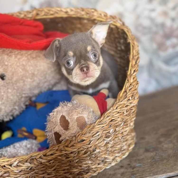 WhatsApp Image 2026-03-10 at 12.31.10