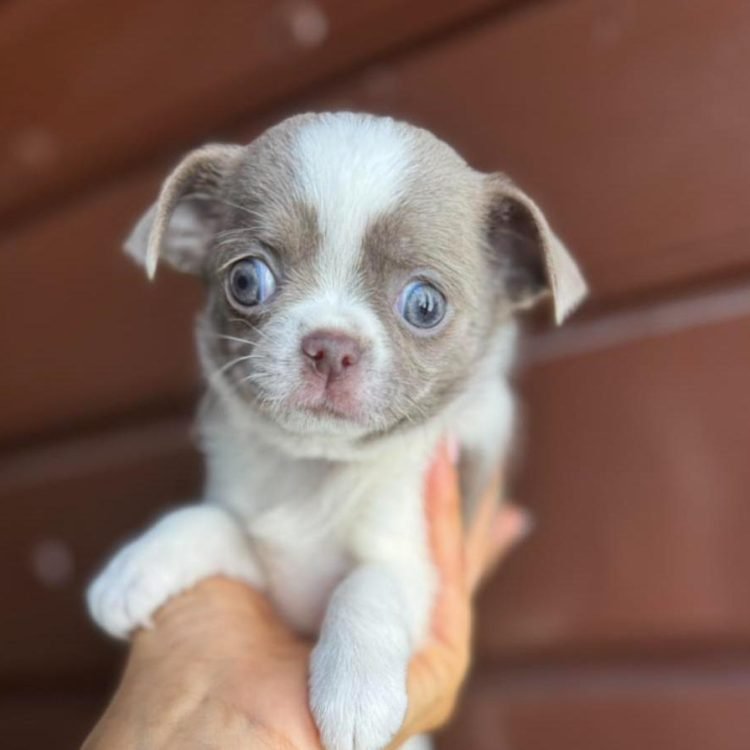 WhatsApp Image 2026-03-10 at 12.31.11 PM