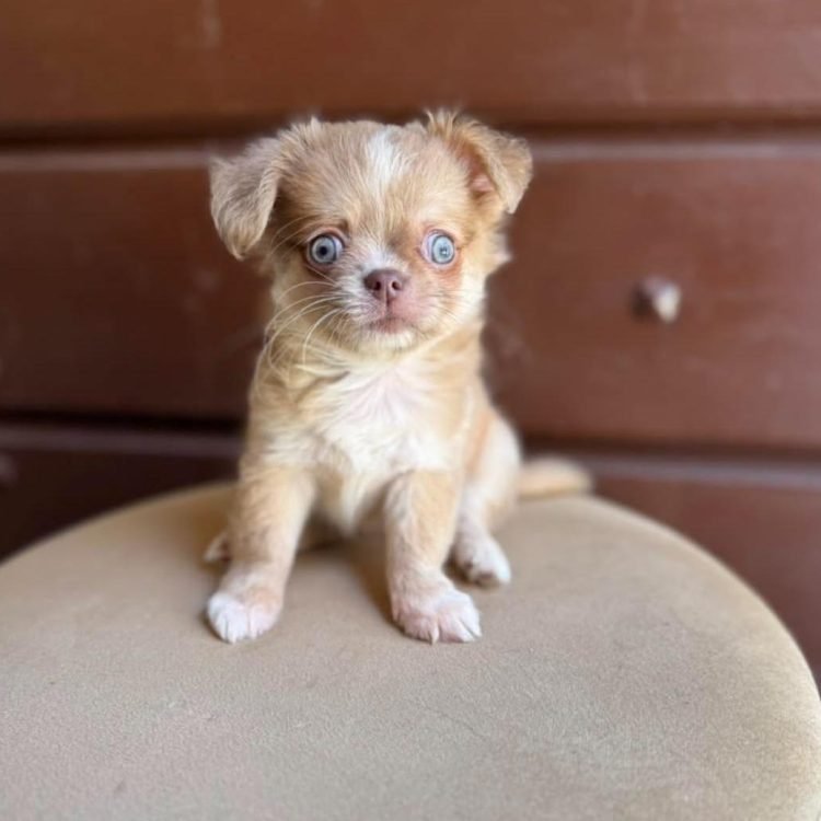 WhatsApp Image 2026-03-10 at 12.31.12