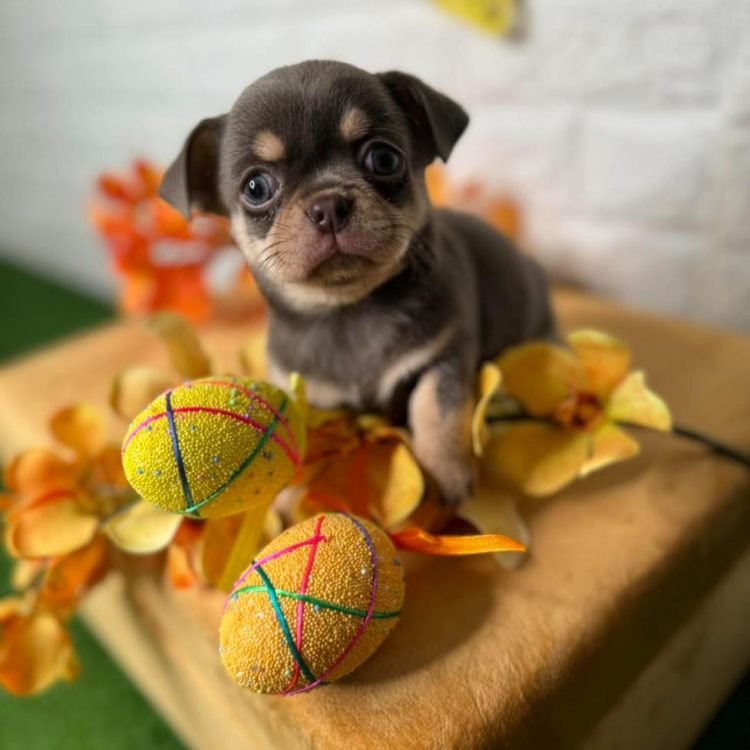 WhatsApp Image 2026-03-10 at 12.31.13