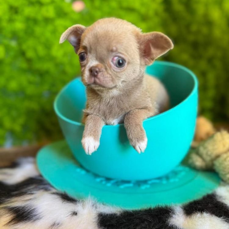 WhatsApp Image 2026-03-10 at 12.31.13 PM