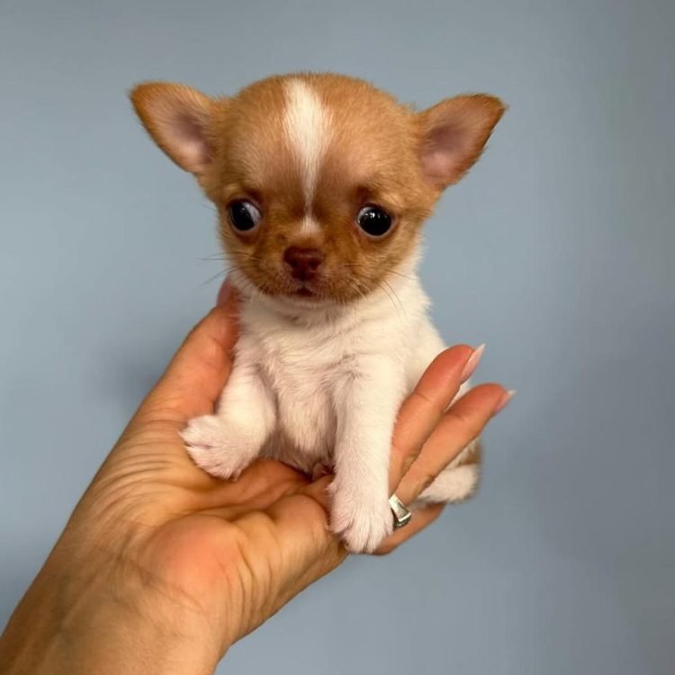 WhatsApp Image 2026-03-10 at 12.31.14 PM