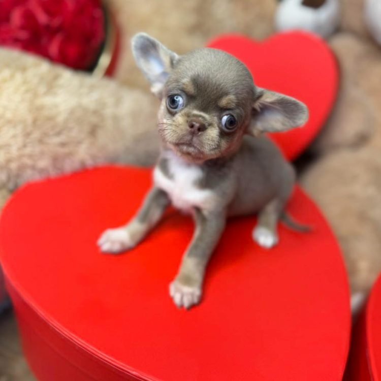 WhatsApp Image 2026-03-10 at 12.31.14