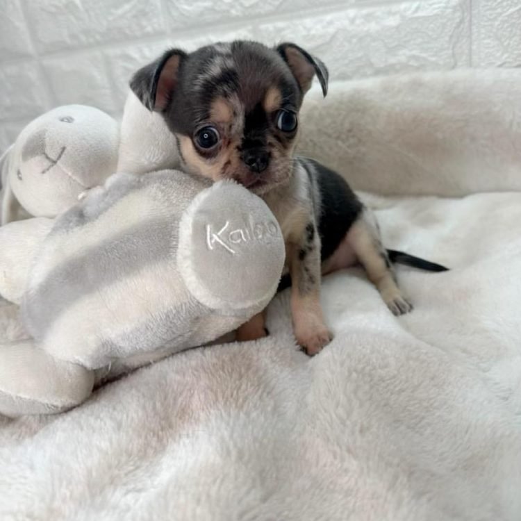 WhatsApp Image 2026-03-10 at 12.31.15 PM