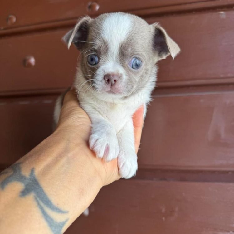 WhatsApp Image 2026-03-10 at 12.31.16 PM