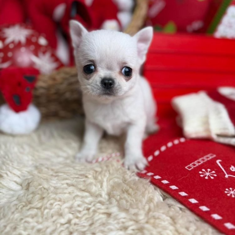 WhatsApp Image 2026-03-10 at 12.31.37 PM