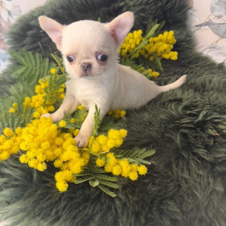 WhatsApp Image 2026-03-10 at 12.31.4