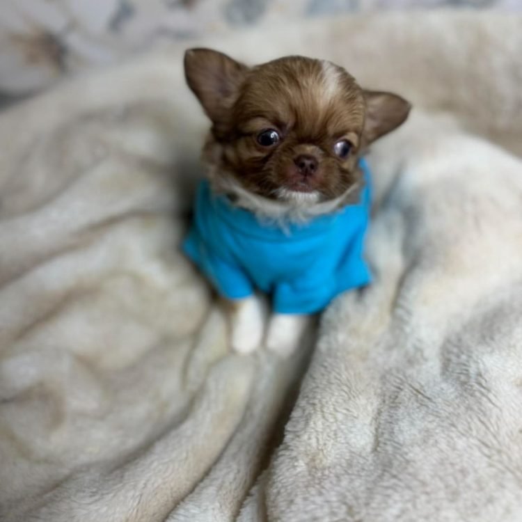 WhatsApp Image 2026-03-10 at 12.31.41