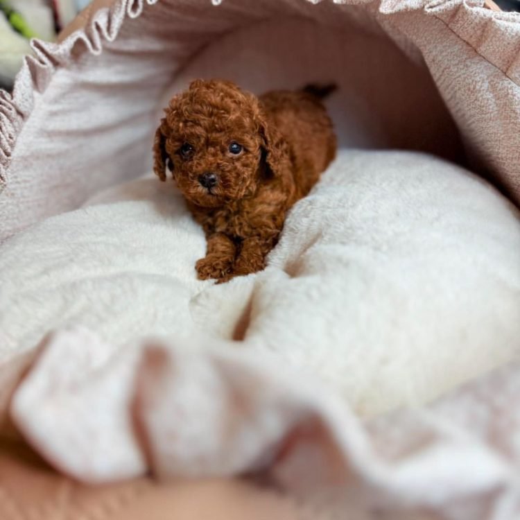 WhatsApp Image 2026-03-10 at 12.31.5