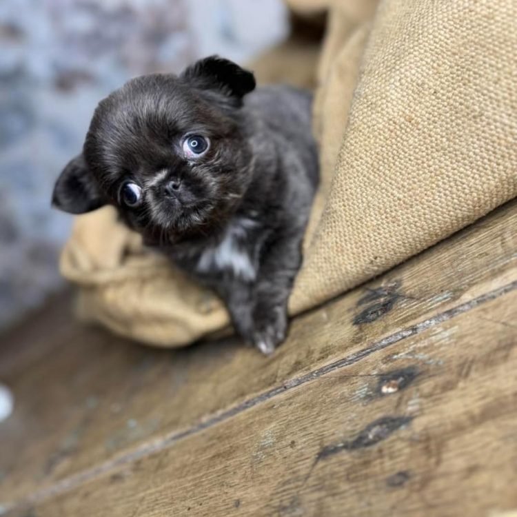 WhatsApp Image 2026-03-11 at 5.48.41 AM