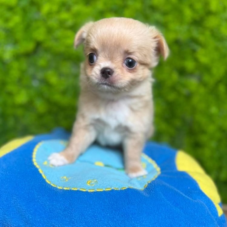 WhatsApp Image 2026-03-11 at 5.48.42