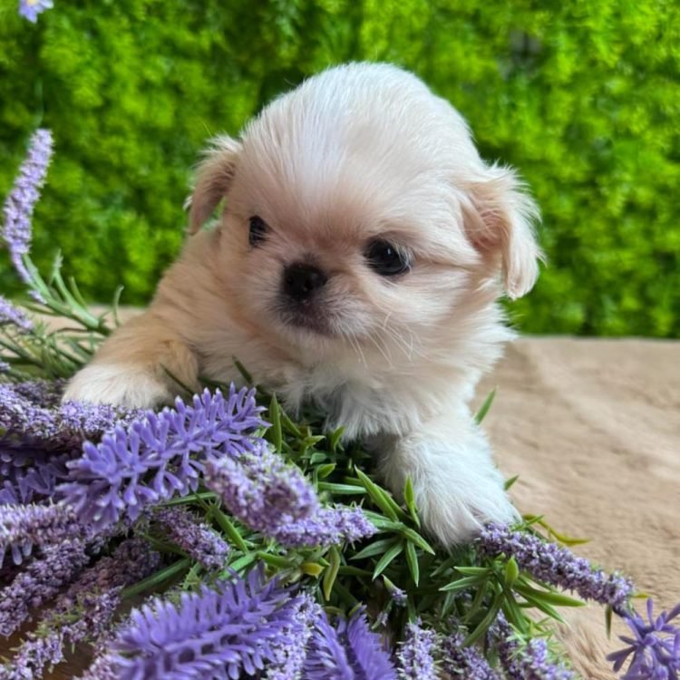 WhatsApp Image 2026-03-11 at 5.48.42 AM